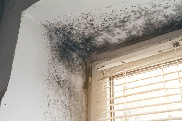 Affordable Mold Remediation solutions in St. James, MD
